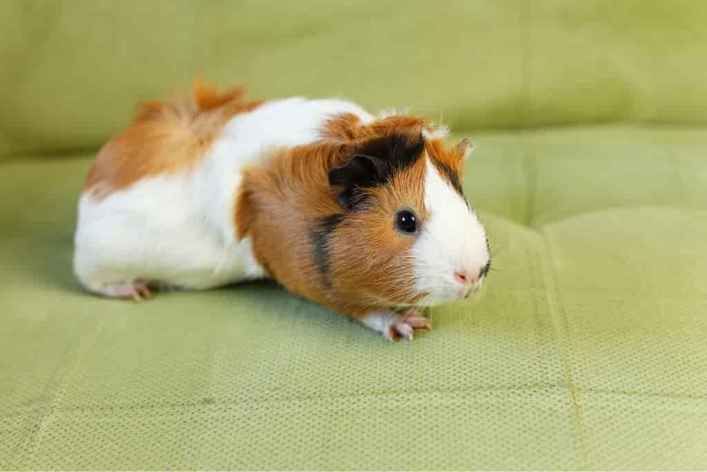 do guinea pigs have tongues