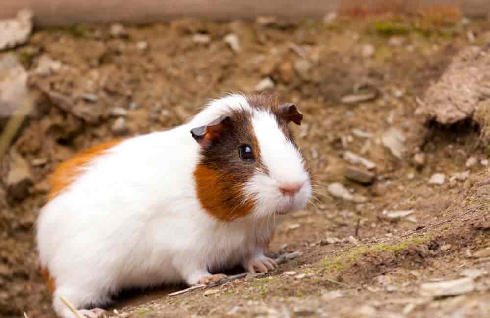 why do guinea pigs dig