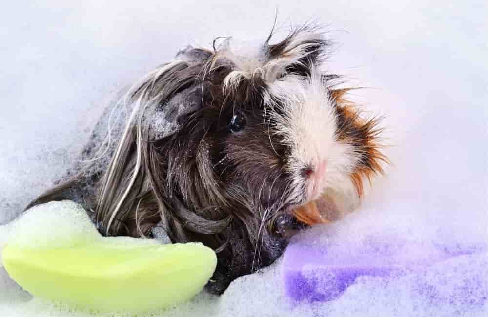 do guinea pigs like sand baths