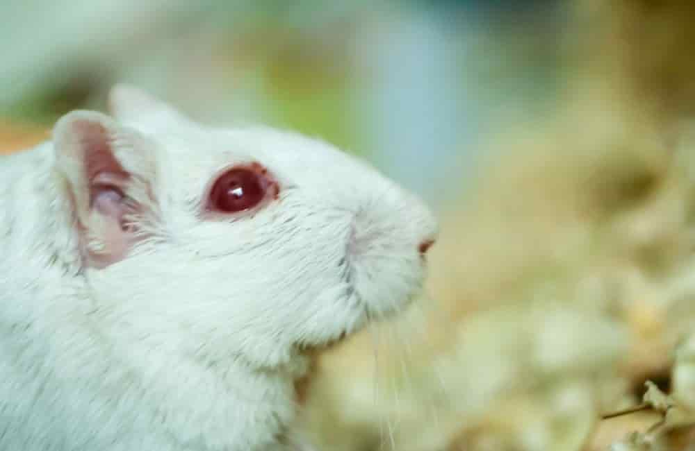 why hamsters have red eyes