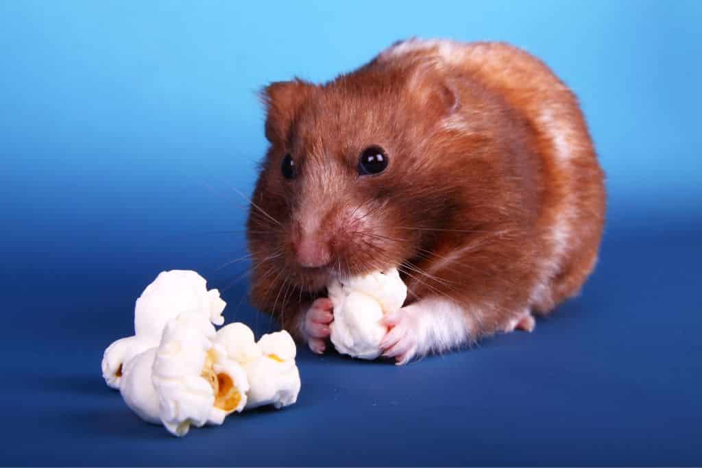 can hamsters eat popcorn