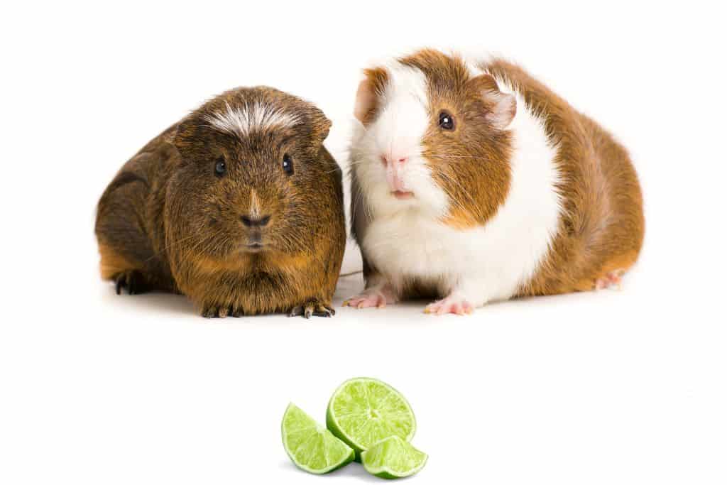 can guinea pigs eat limes