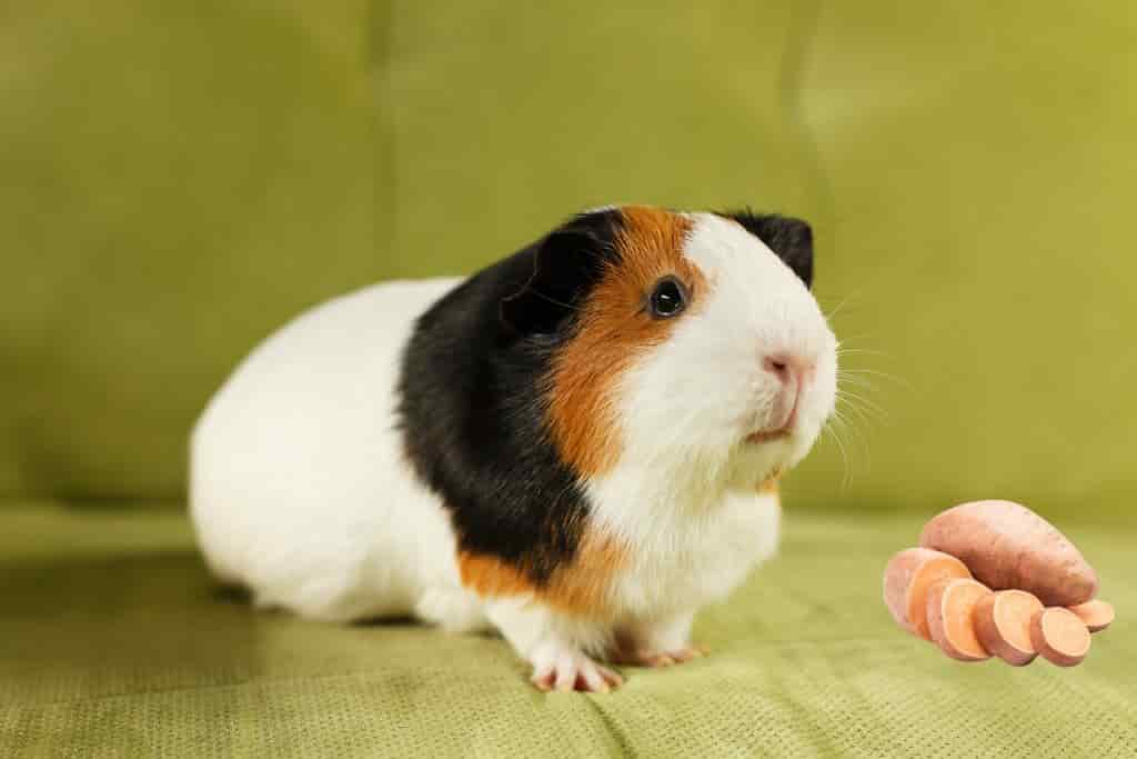 can guinea pigs eat sweet potatoes