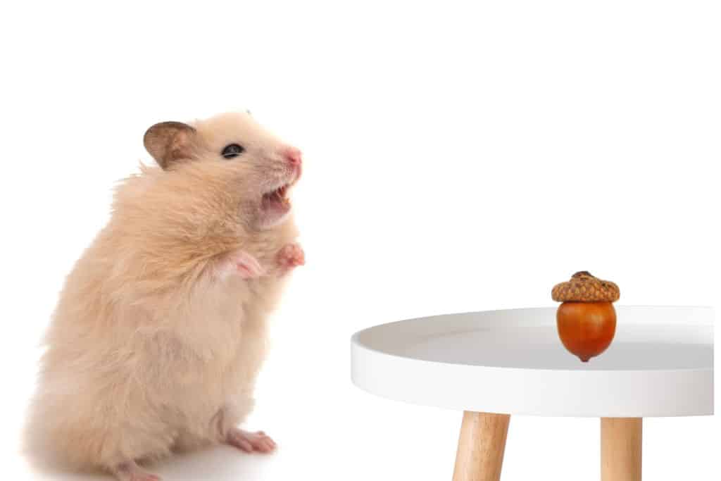can hamsters eat acorns