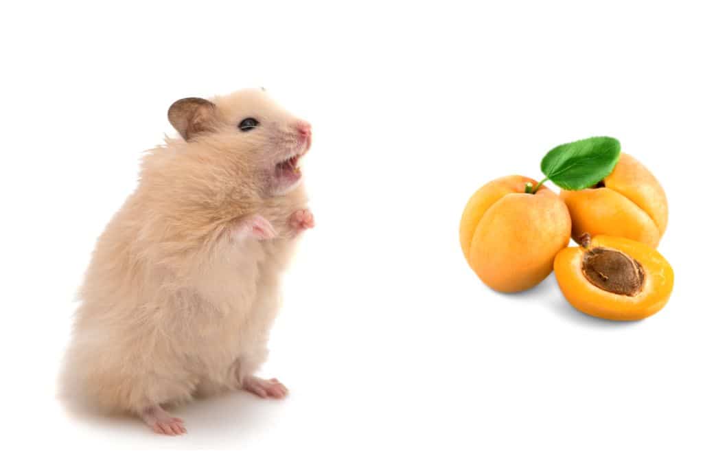 can hamsters eat apricot