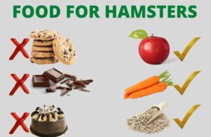 food for hamsters