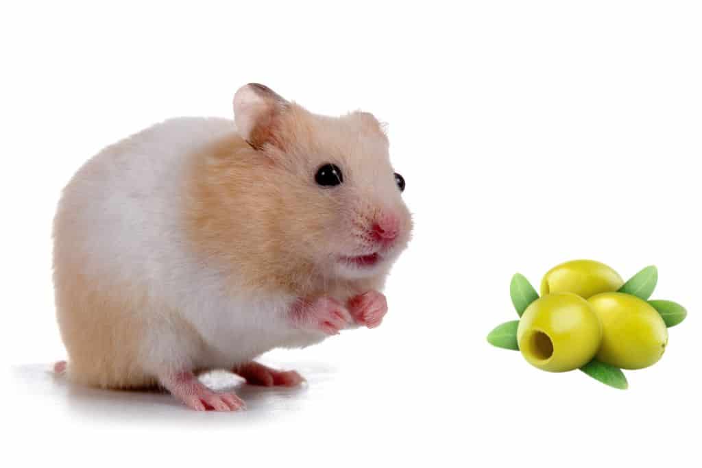 can hamsters eat olives