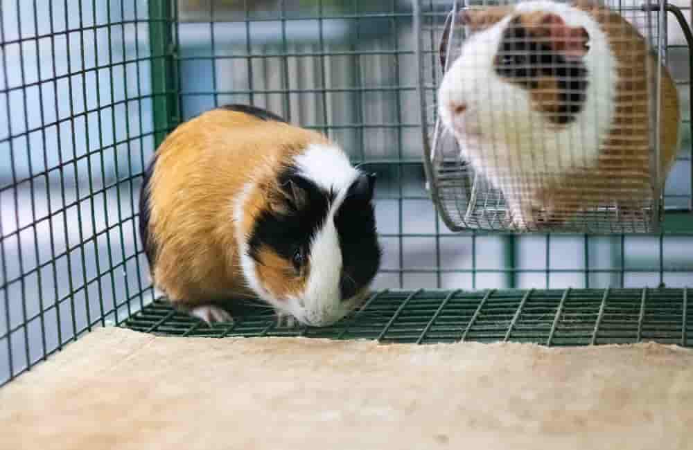 can a dirty cage kill guinea pigs