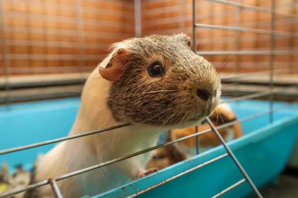 can guinea pigs eat french fries