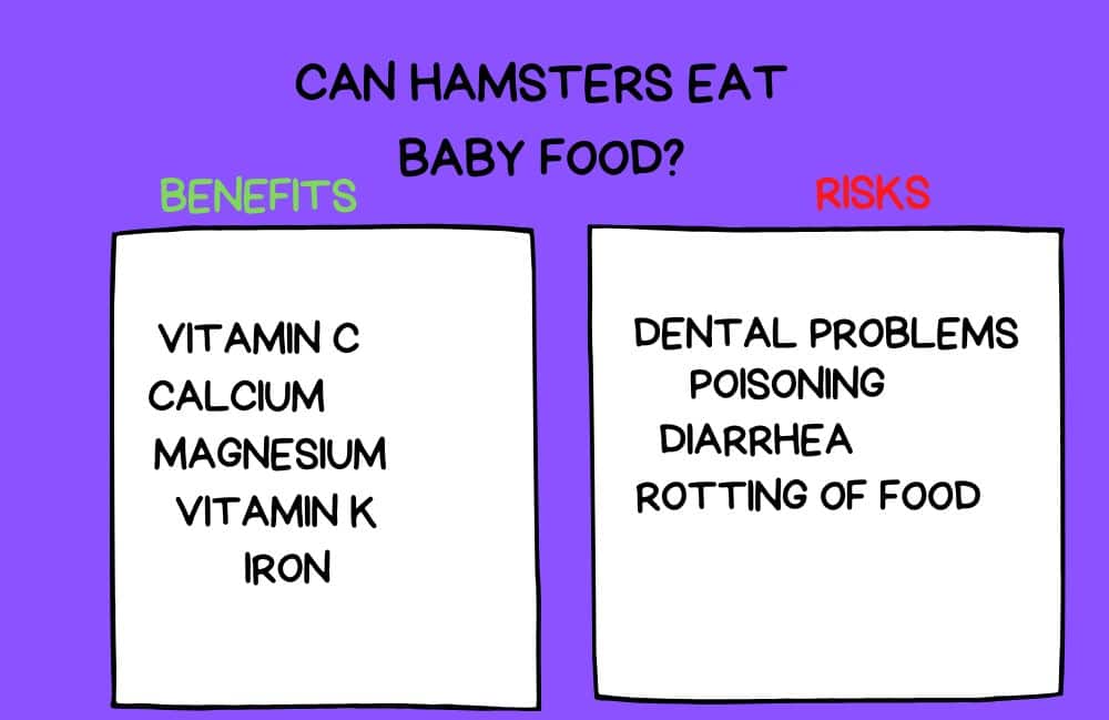 can hamsters eat baby food