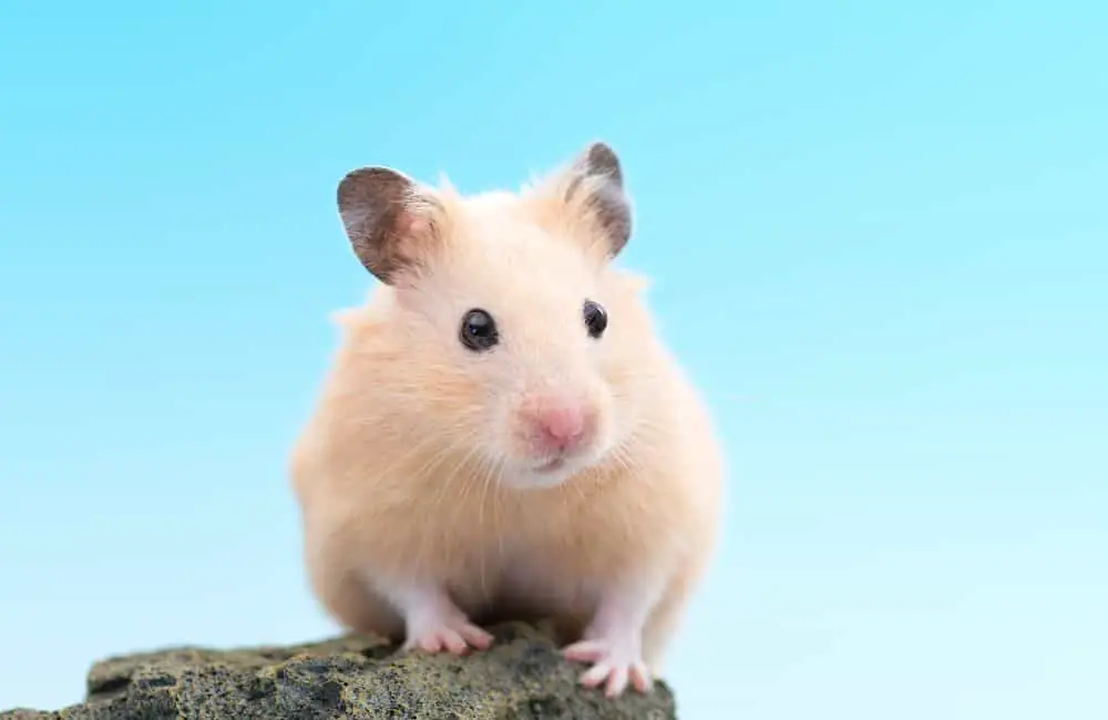 what is the lifespan of hamsters