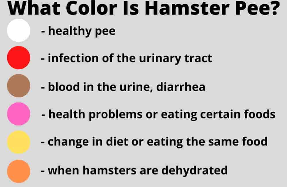 what color is hamster pee