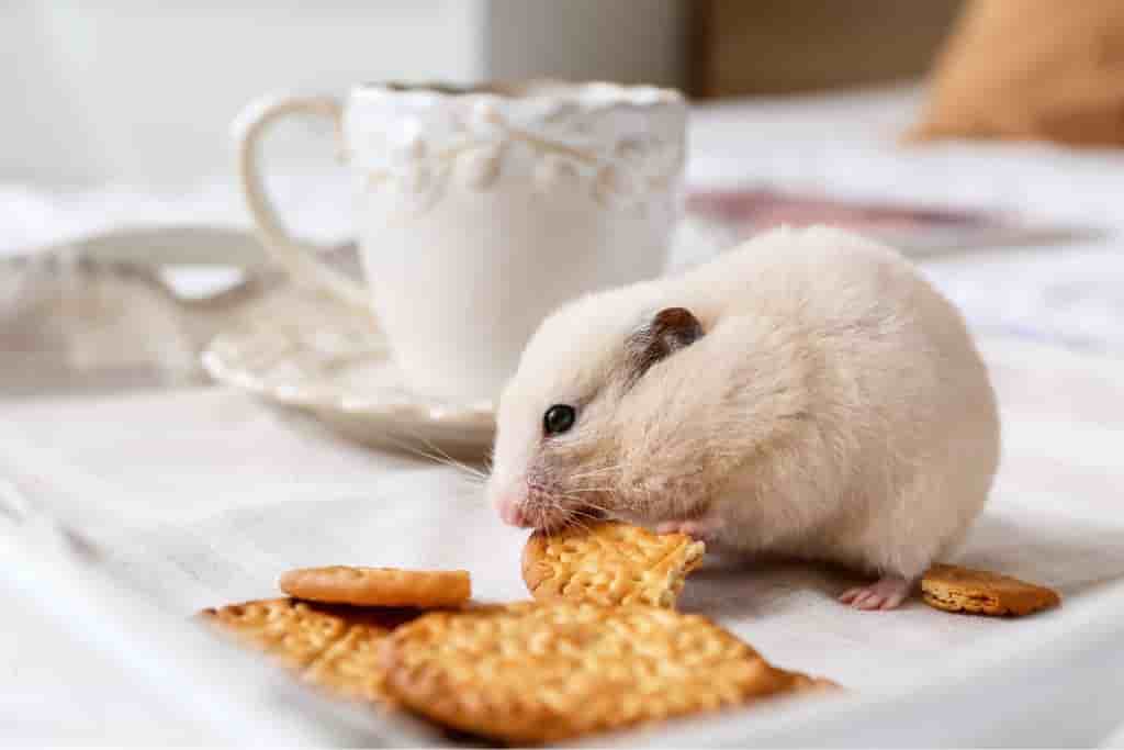 can hamsters eat cookies