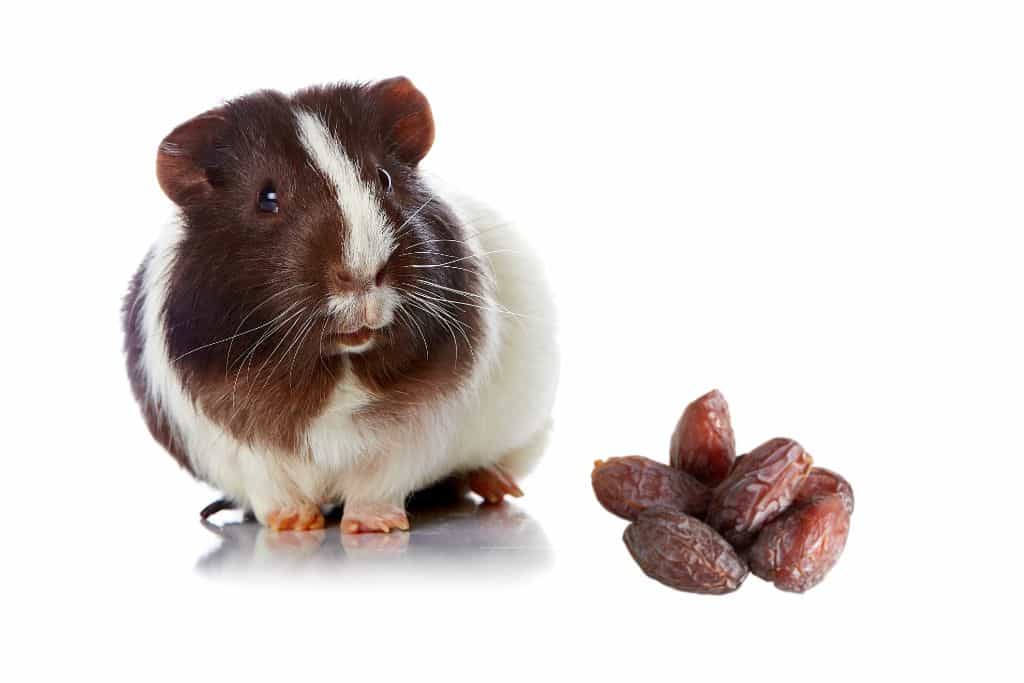 can guinea pigs eat dates
