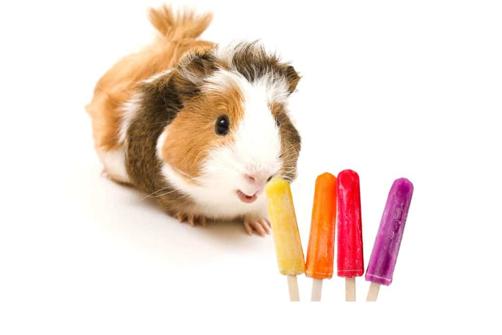 can guinea pigs eat popsicles