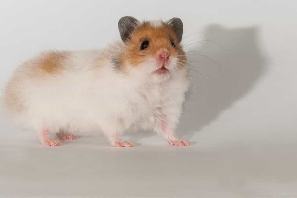 can hamsters die from fear