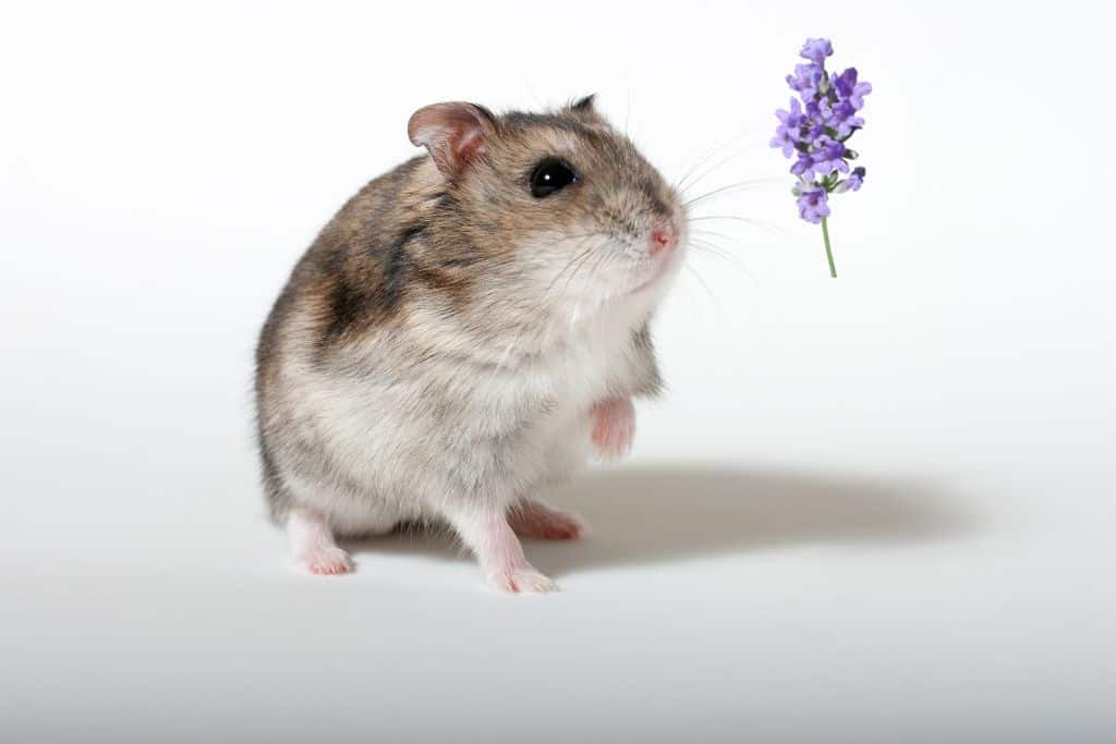 сan hamsters eat lavender
