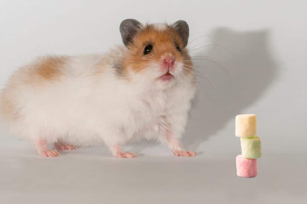 can hamsters eat marshmallows