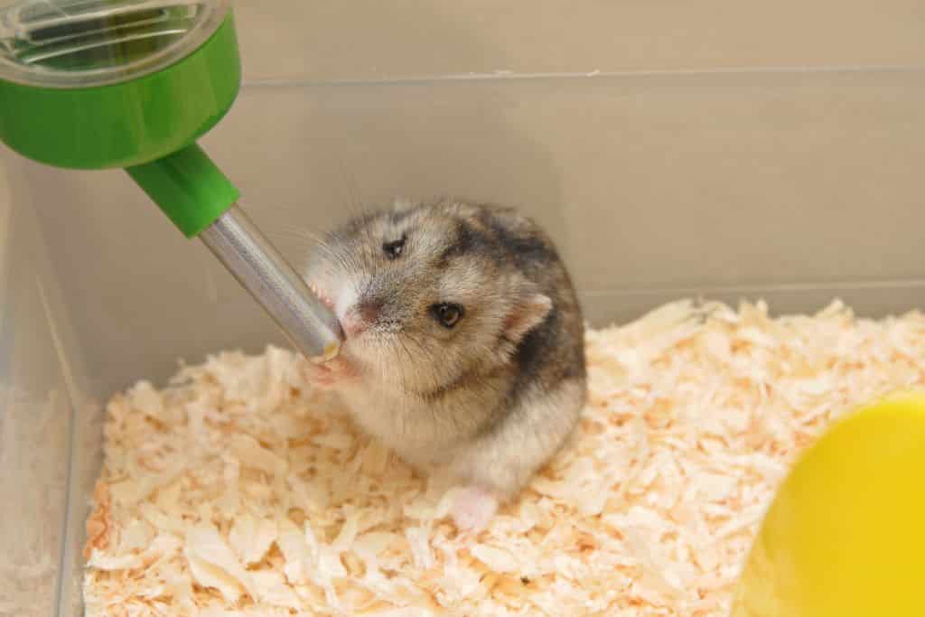 why is my hamster bite the water bottle