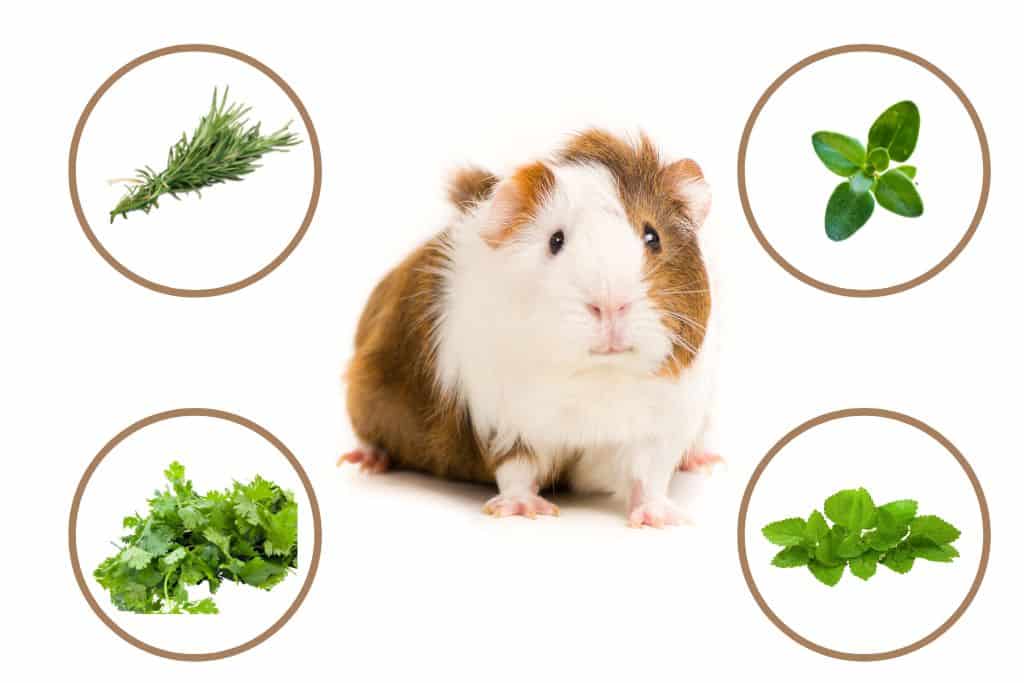 herbs can guinea pigs eat
