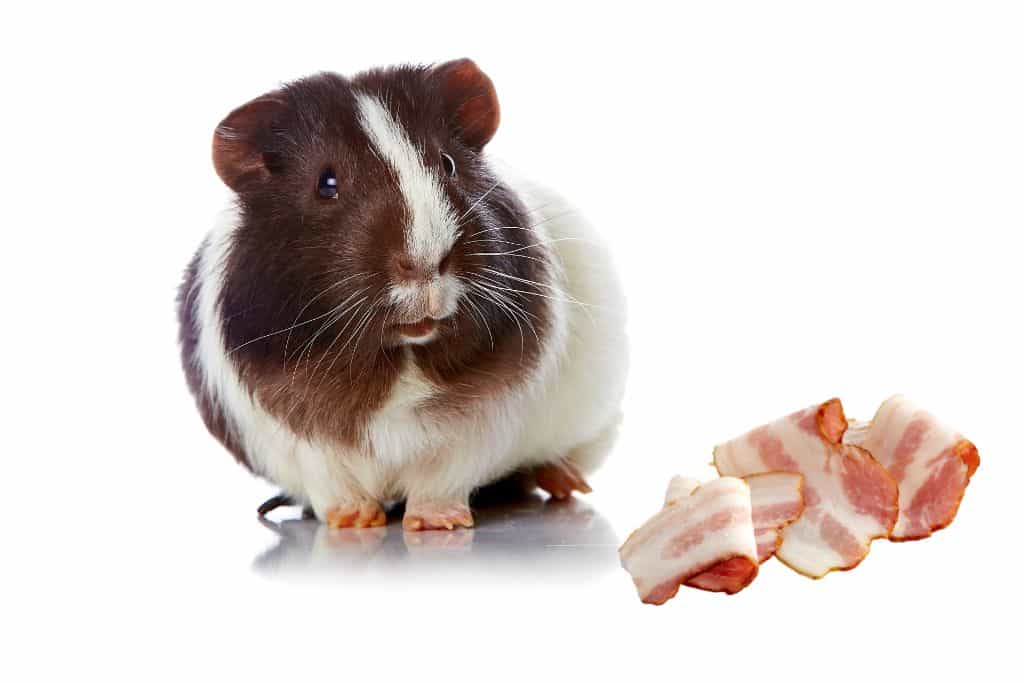 can guinea pigs eat bacon