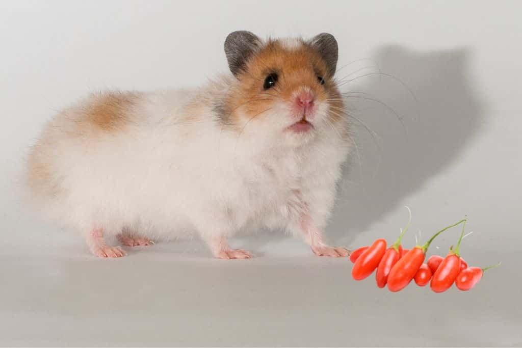 can hamsters eat goji berries