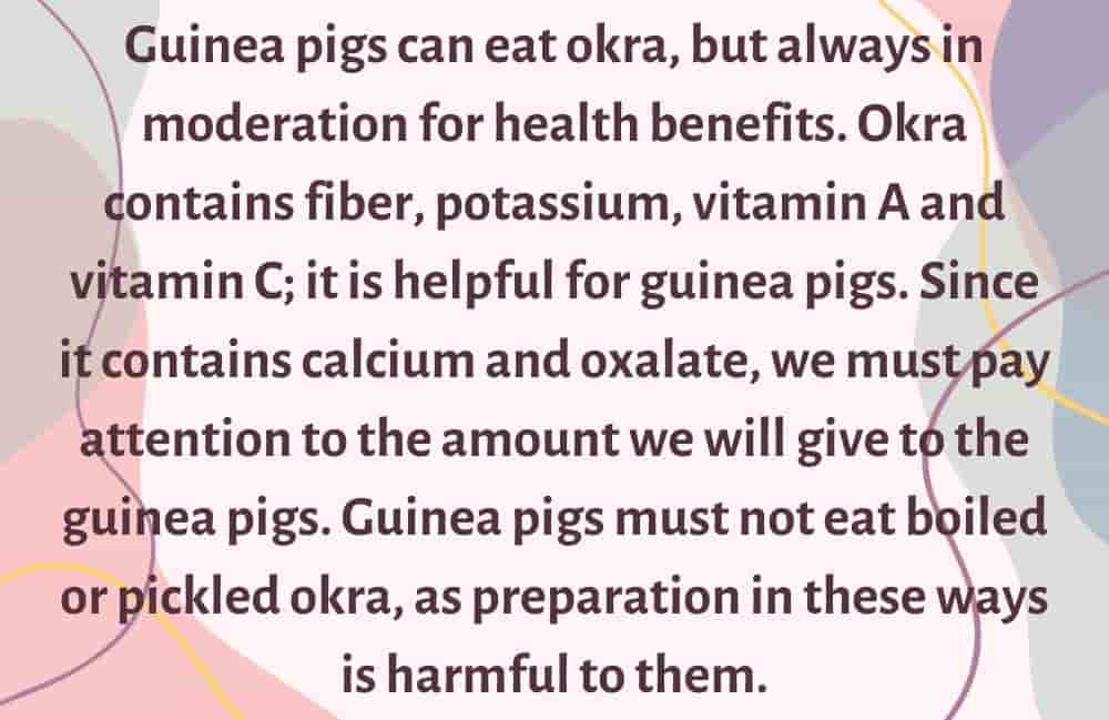 can guinea pigs eat okra