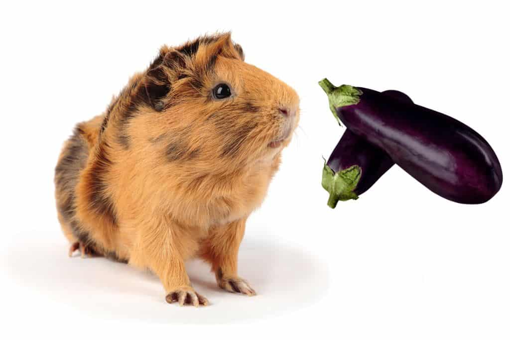 can guinea pigs eat eggplant