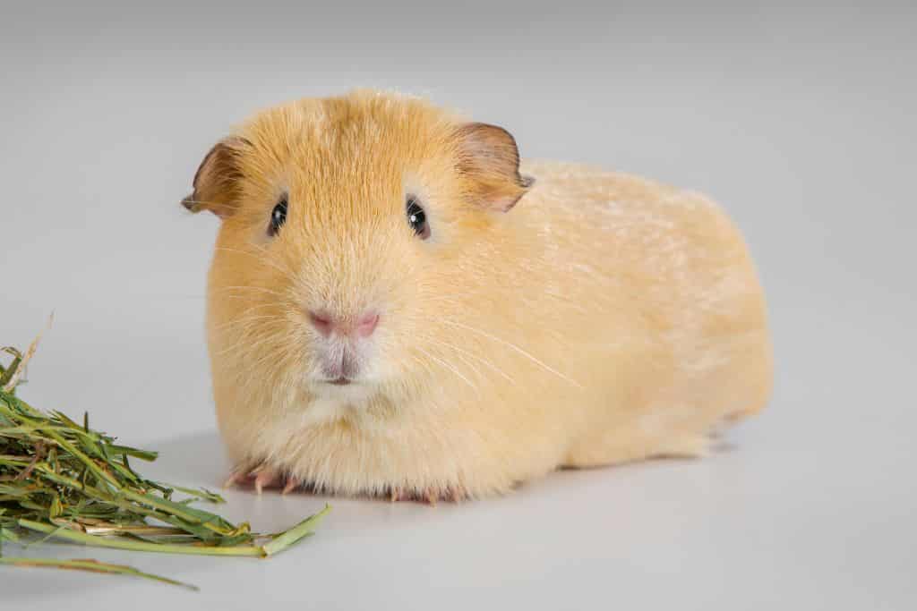 why guinea pigs not eating hay