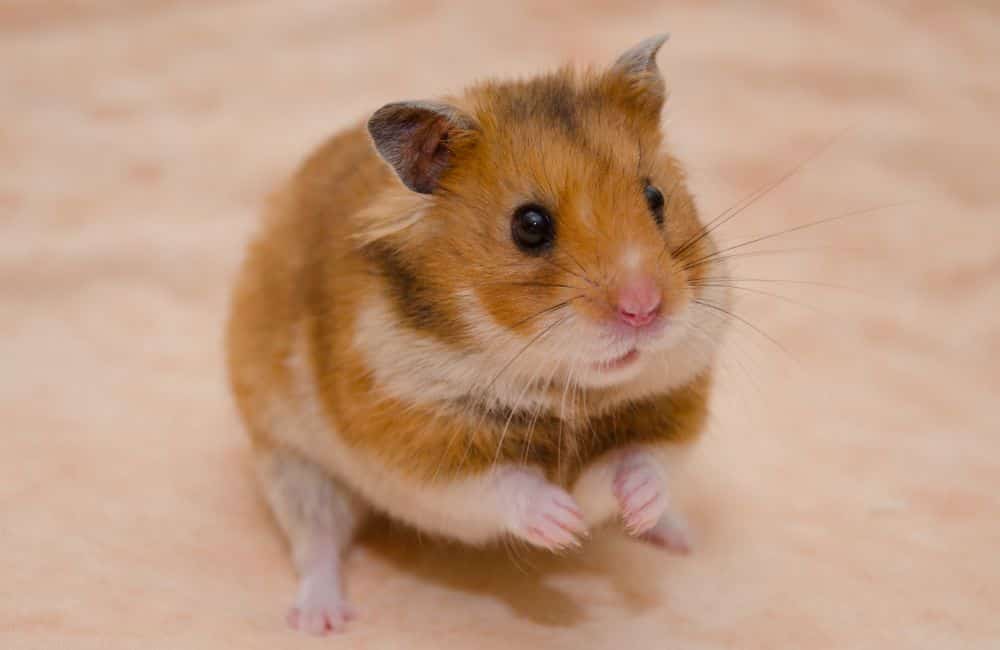 care for an old hamster