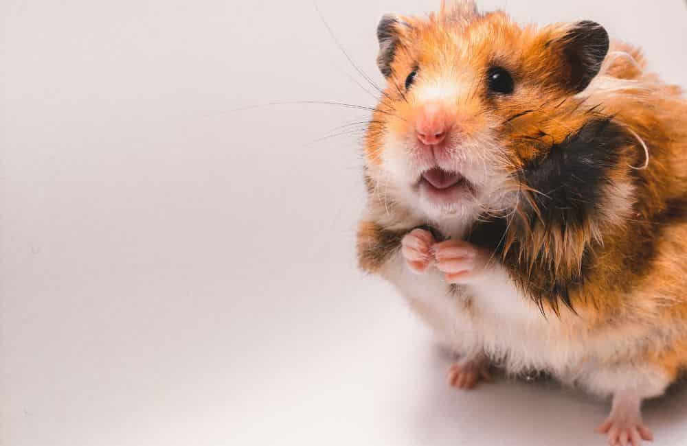can hamsters wear diapers