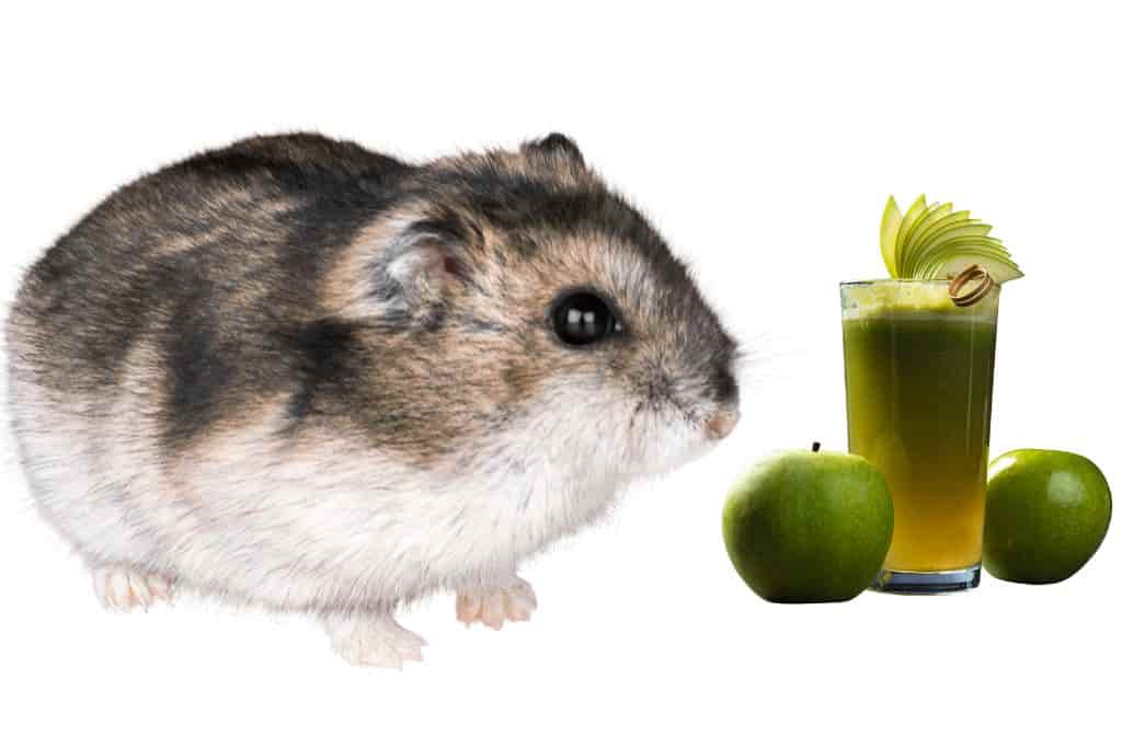 can hamsters drink apple juice