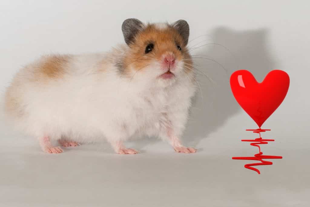 Why Is My Hamsters Heart Beating So Fast?