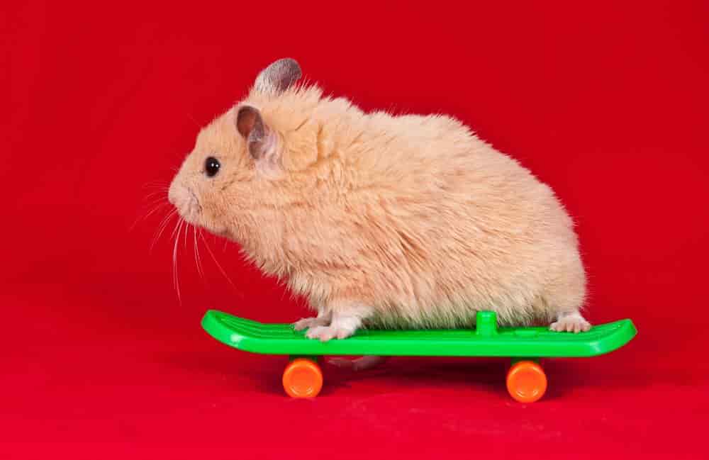 how smart are hamsters