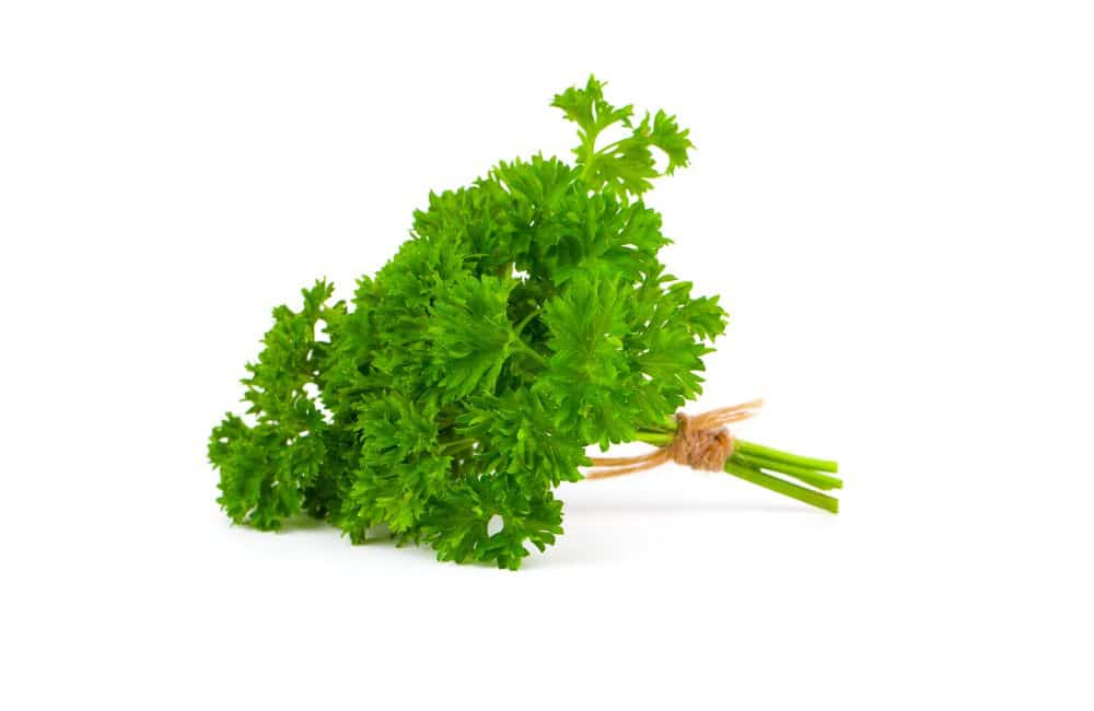 can guinea pigs eat parsley