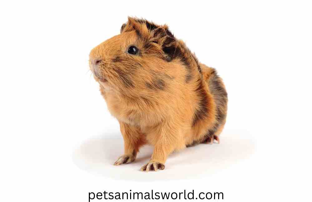 are guinea pigs cannibals
