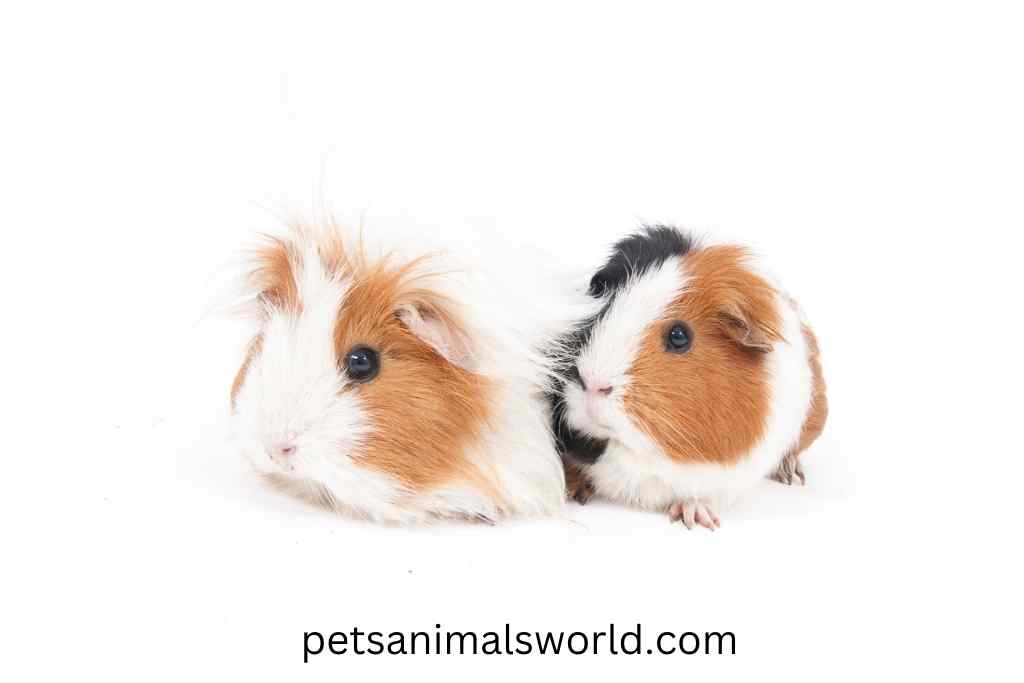 what are the sounds when the guinea pigs are sick