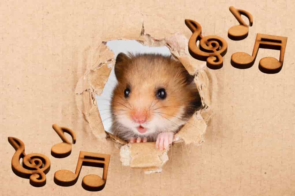 can hamsters die from loud noises