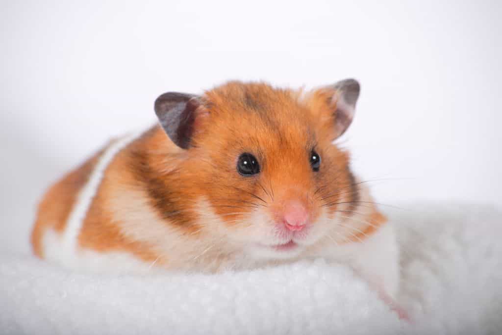 do hamsters snore