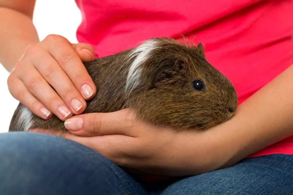 do guinea pigs like being held