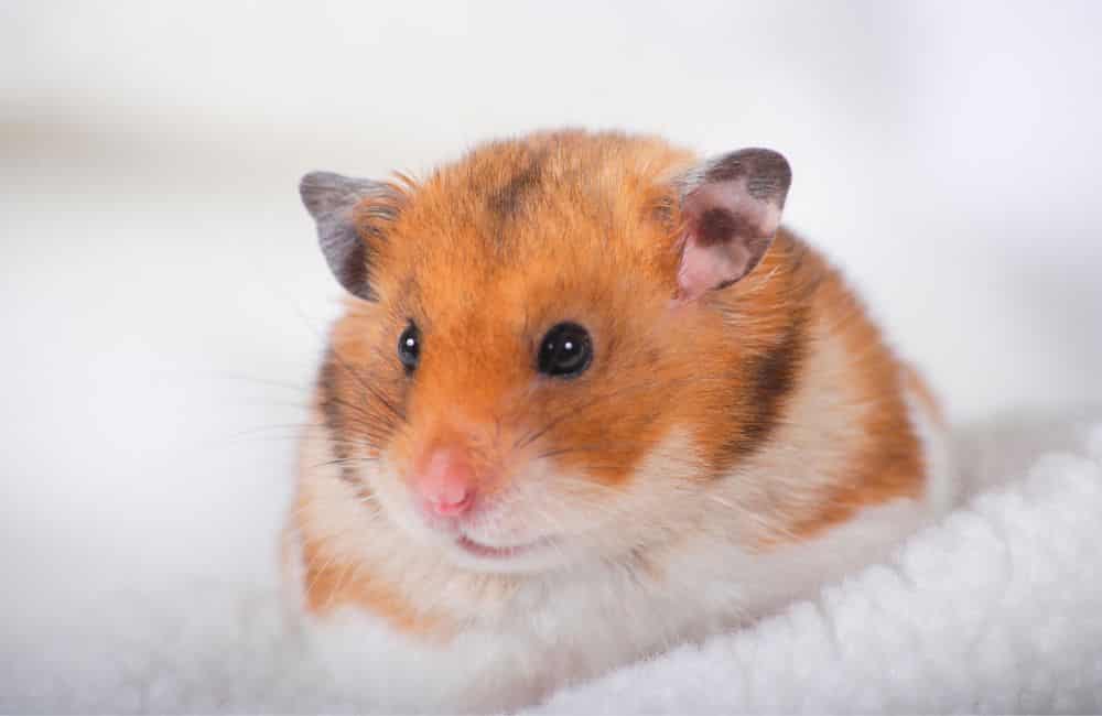 testicular tumors in hamsters 
