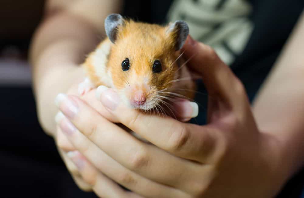 euthanize a hamster at home
