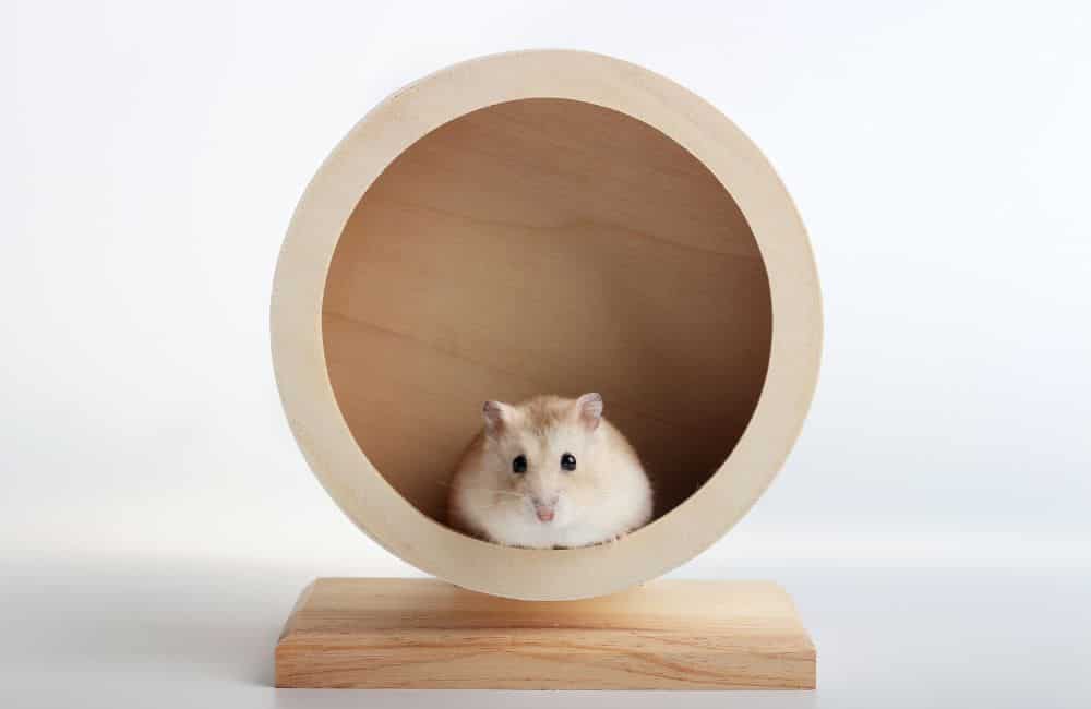 can hamsters become constipated