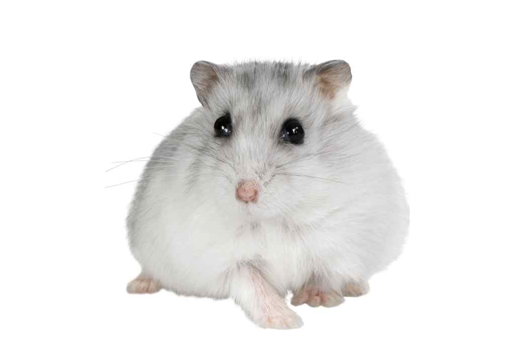 russian dwarf hamsters lifespan