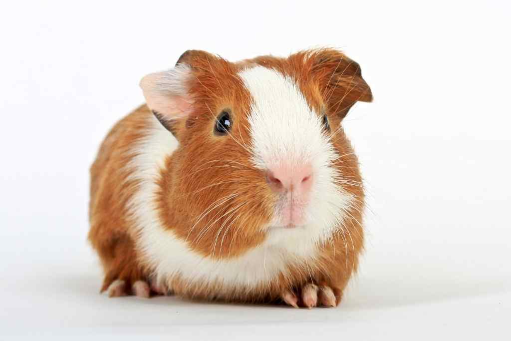 why are guinea pigs so cute