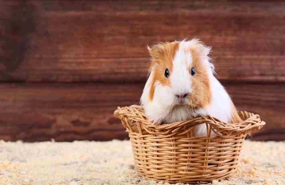 can guinea pigs eat canned vegetables