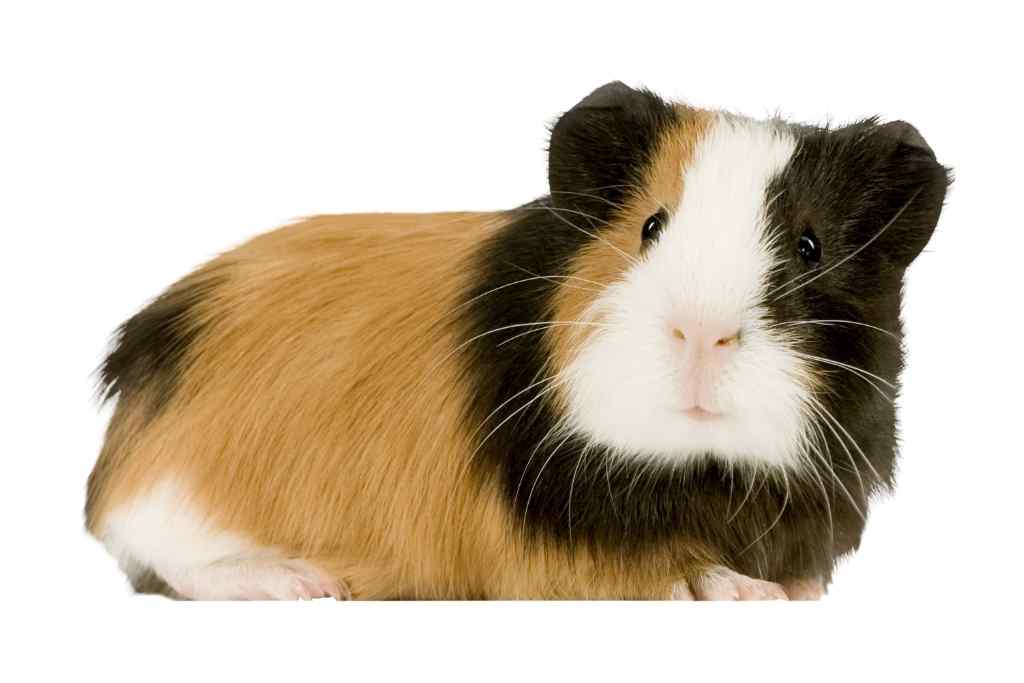 can guinea pigs be gay