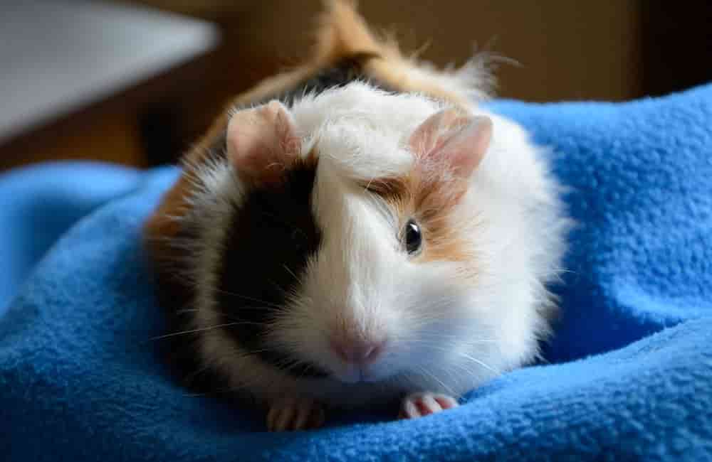 can guinea pigs be gay