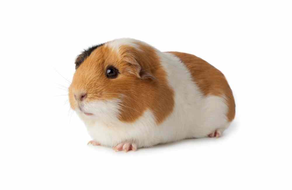 can guinea pigs catch human colds