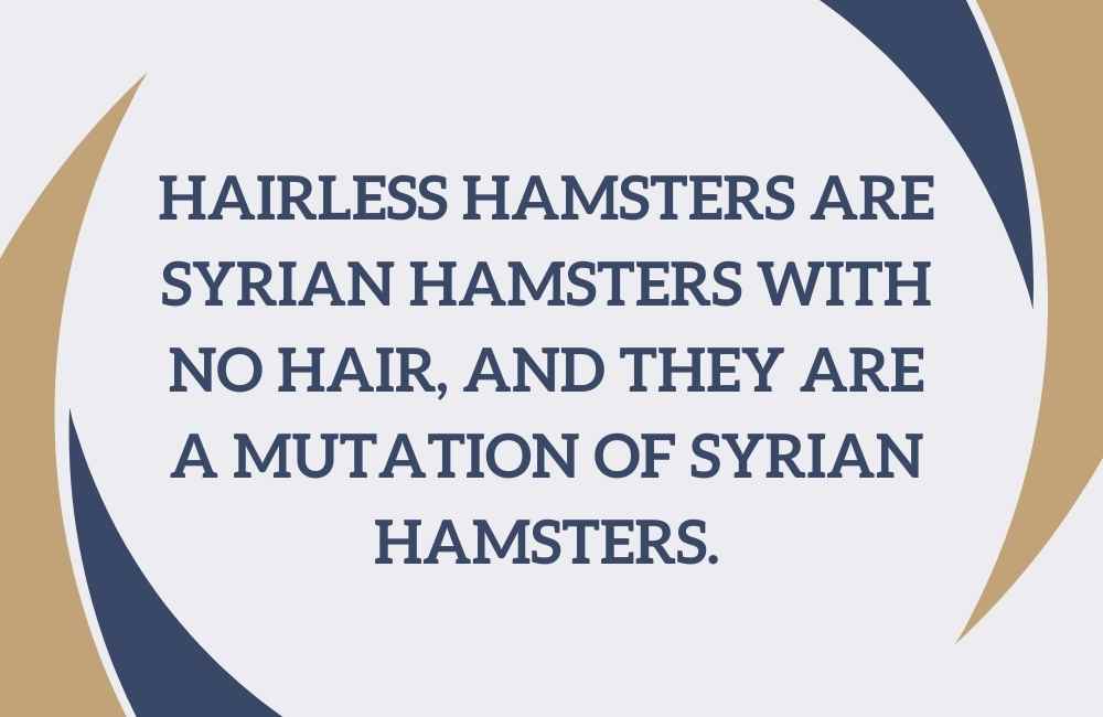 hairless hamsters